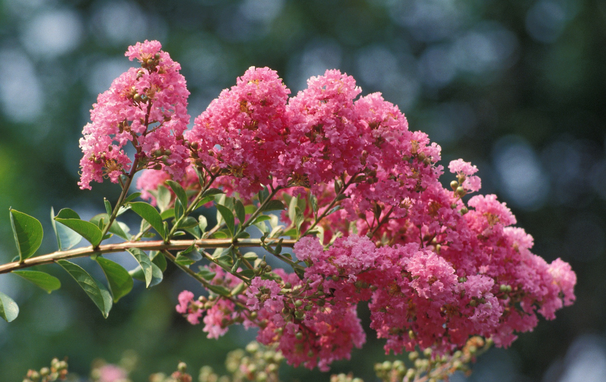 Photo of pink crapemyrtle flowers. 